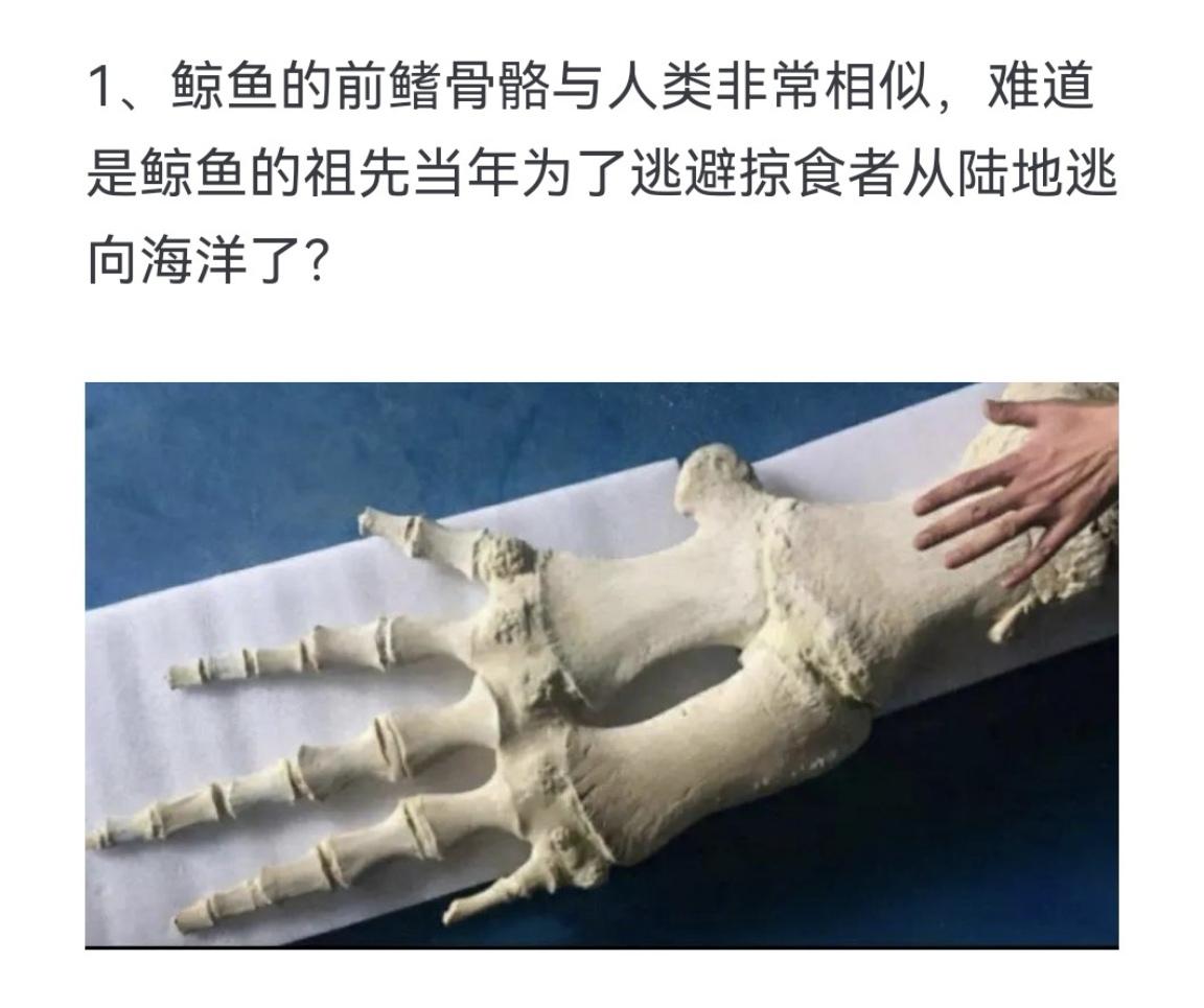 鲸鱼的前鳍骨骼与人类非常相似，难道是鲸鱼的祖先当年为了逃避掠食者从陆地...