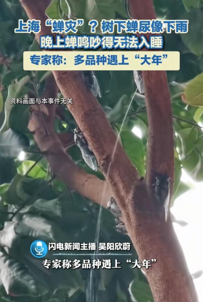 身为一个地道的山东人，看到这个新闻觉得相当离谱！说是上海如今遭遇“蝉灾”，天天