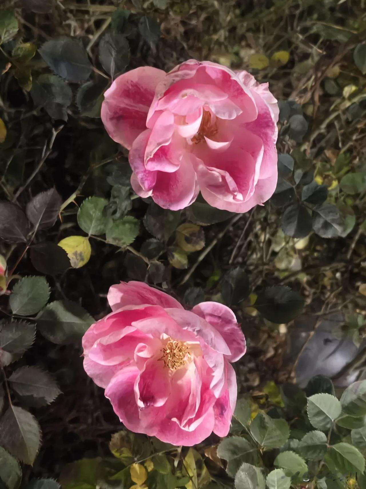 我百分之百肯定以及确定，一百对离婚的夫妻，有九十九对，甚至一百对都是因为钱的问题