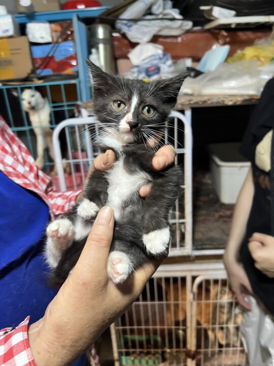 帮做救助的阿姨给小猫找家