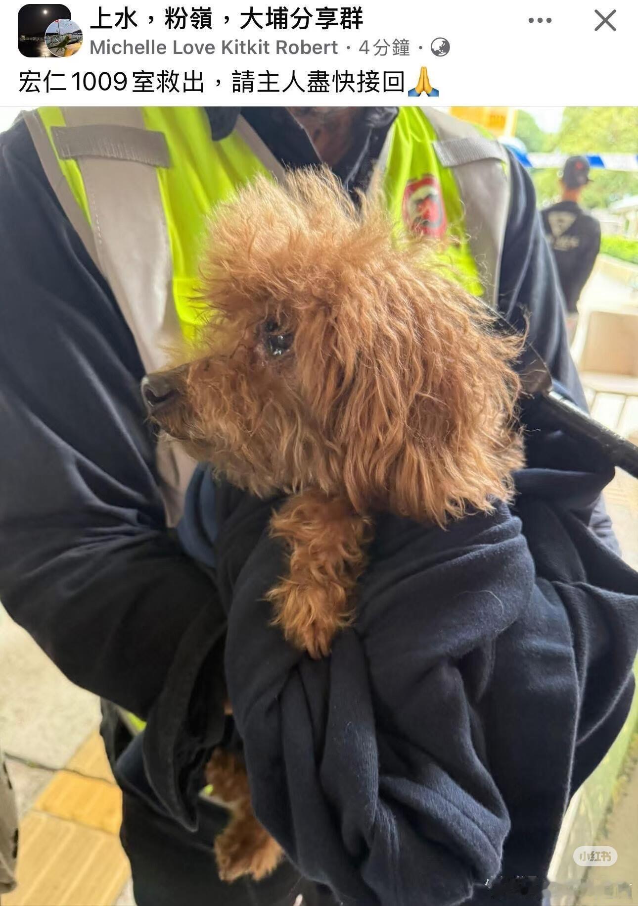 养宠人看到了真的没忍住泪目保佑🙏香港保佑大埔