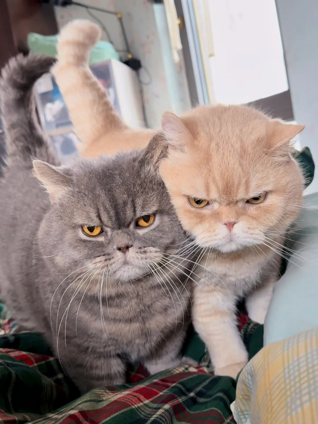 我有分离焦虑！我在工位很想猫