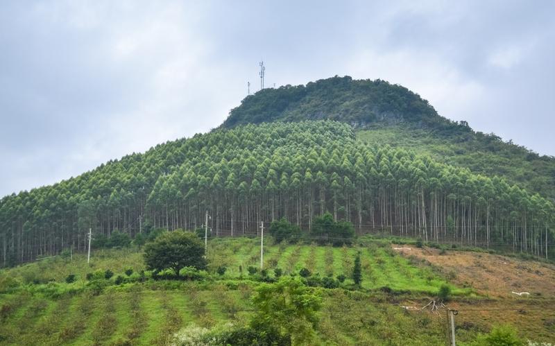 都说桉树有毒，可四处都种着它，这事儿挺让人费解。2012年数据显示，桉树在96个