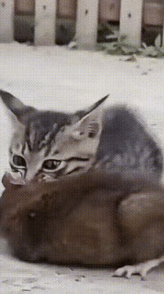 一只刚满月的小狸花猫，面对与自己体型相近的老鼠时，毫无惧色，一口便咬住老鼠的嘴巴