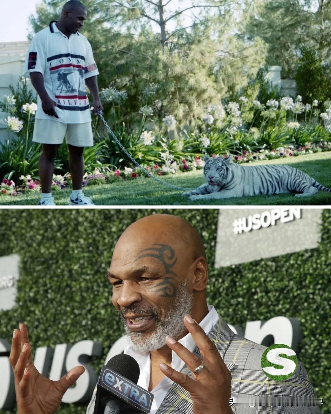 迈克·泰森透露，他最喜欢的宠物是一只美洲狮，但被它咬伤后缝了“六七针”。泰森