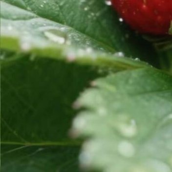 0000草莓的种植方法:选带土团壮苗，9-10月栽种。用疏松微酸土，盆栽一盆一棵