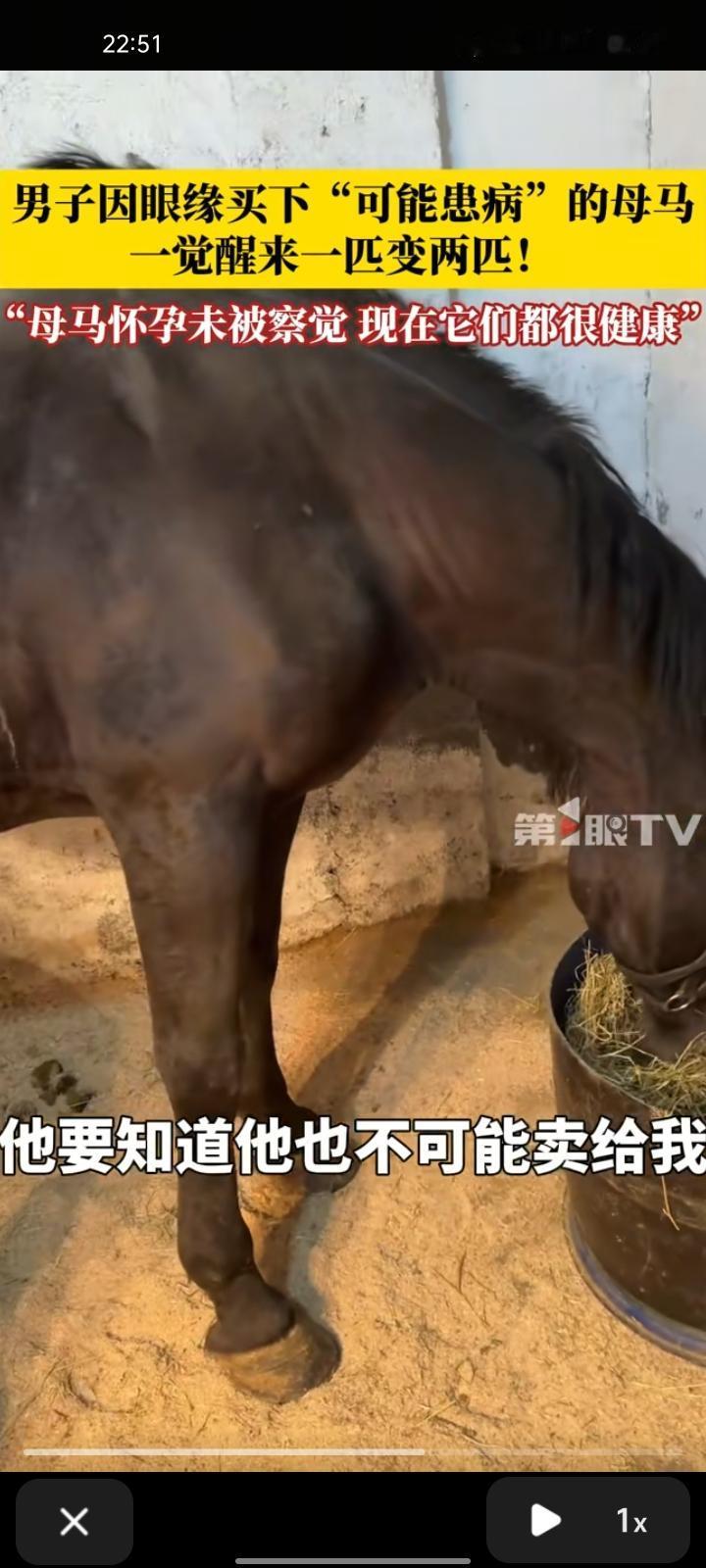 10月25日,山东淄博。男子因眼缘买下“可能患病”的马,一觉醒来一匹变成两匹!喂