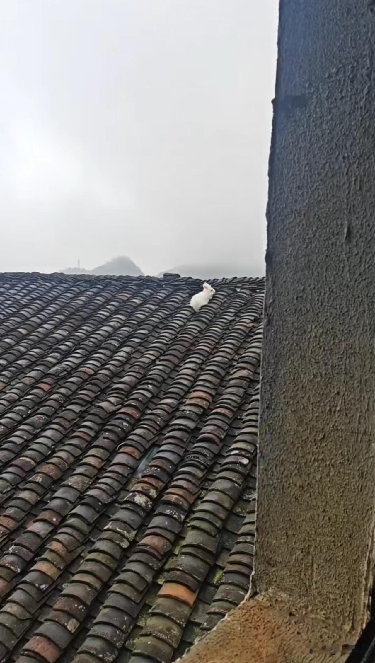 朋友圈，看到一个同学发的。好家伙，兔子跑去瓦房顶上去了，这怎么抓？