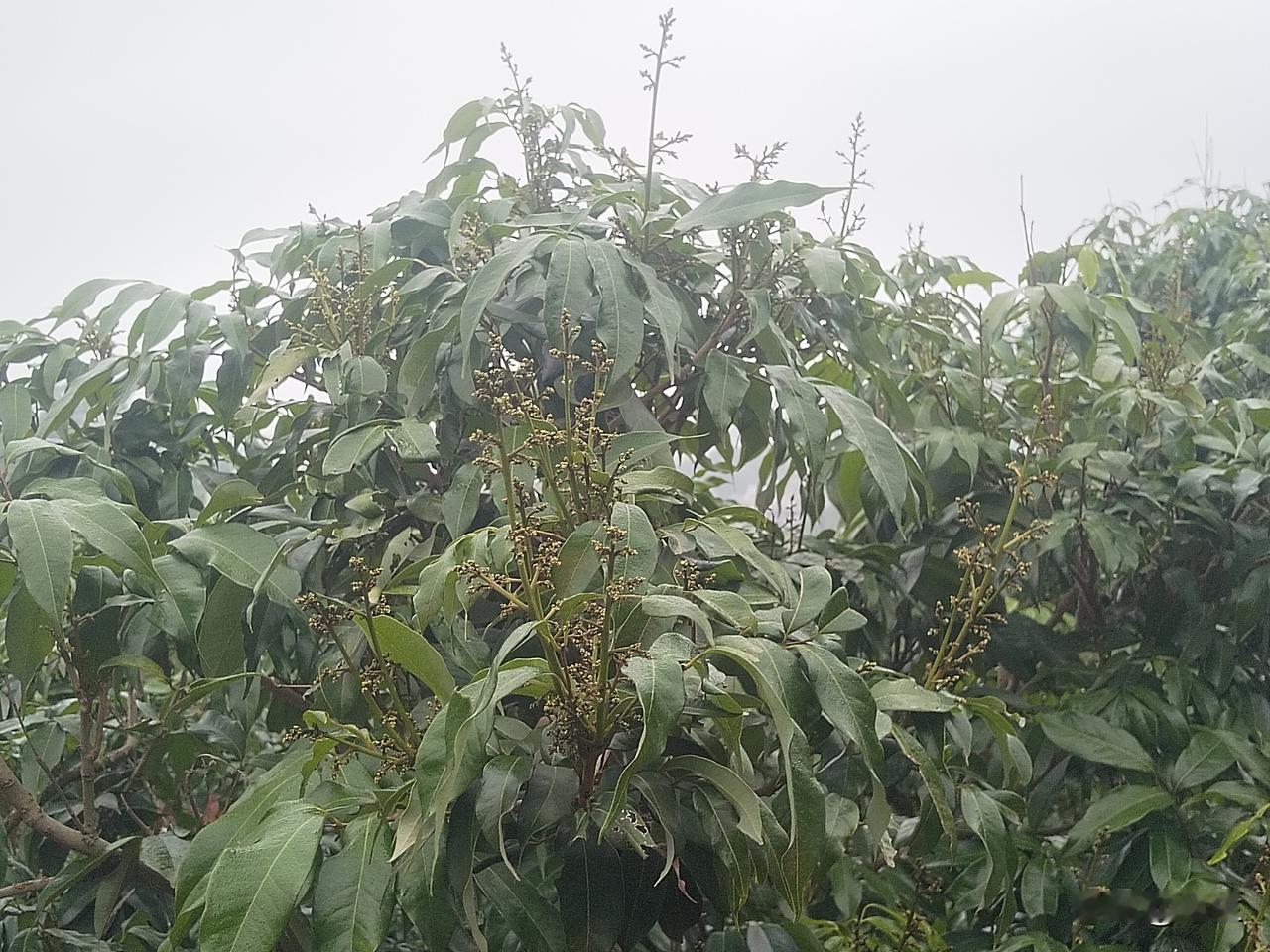 荔枝生长：峰回路转，前景可期前期，天气状况不佳，让荔枝开花足足延迟了十几日，