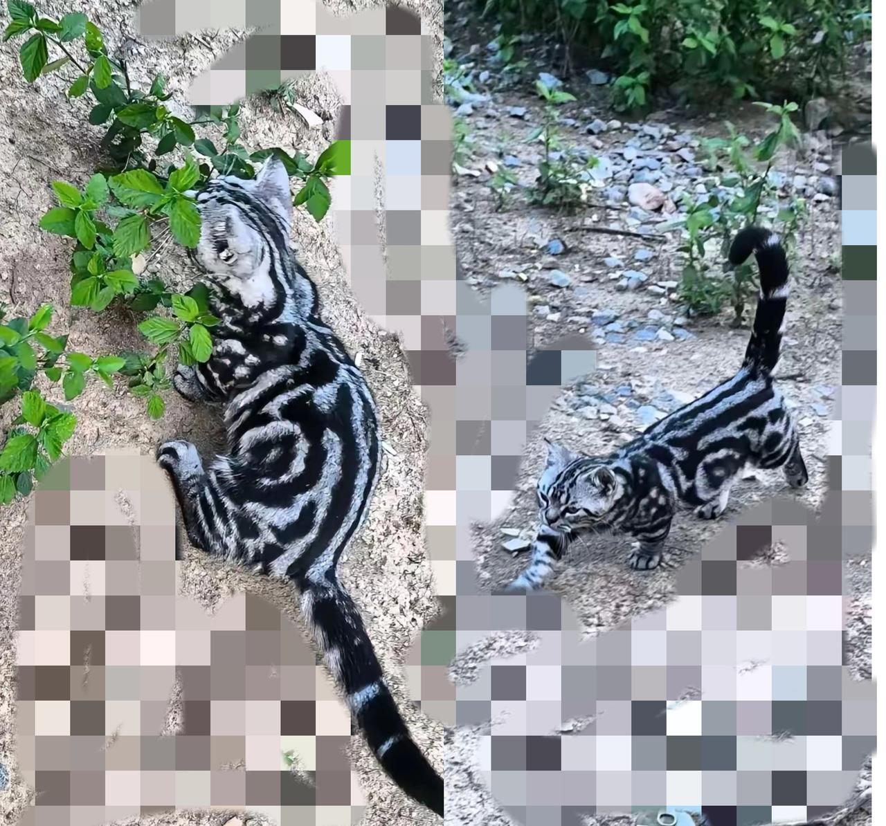 路边偶遇“小老虎”！这猫的气场真不是吹的“此乃什么品种的猫”？今早散步被