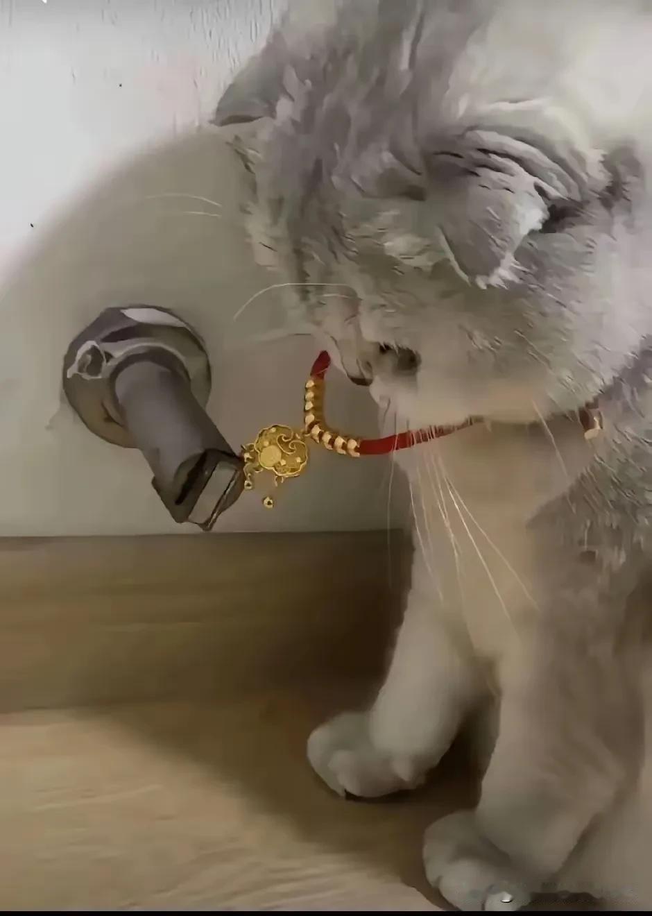 给小猫在两元店买了一个“黄金的长命锁”，回家用红绳栓了，给小猫挂到脖子上。或许是