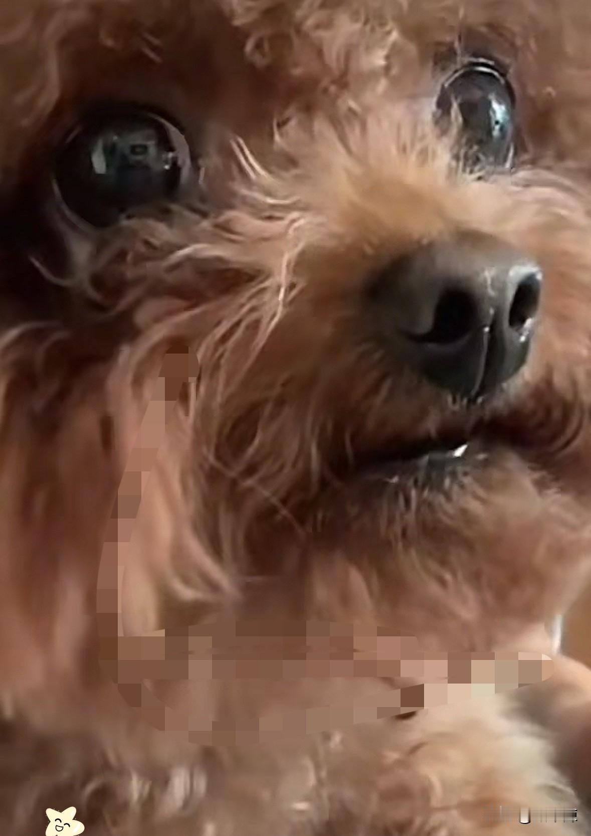 “解释不清了！”一博主养了两只泰迪，只因主人带另一只小的泰迪下楼遛弯，没带大的。