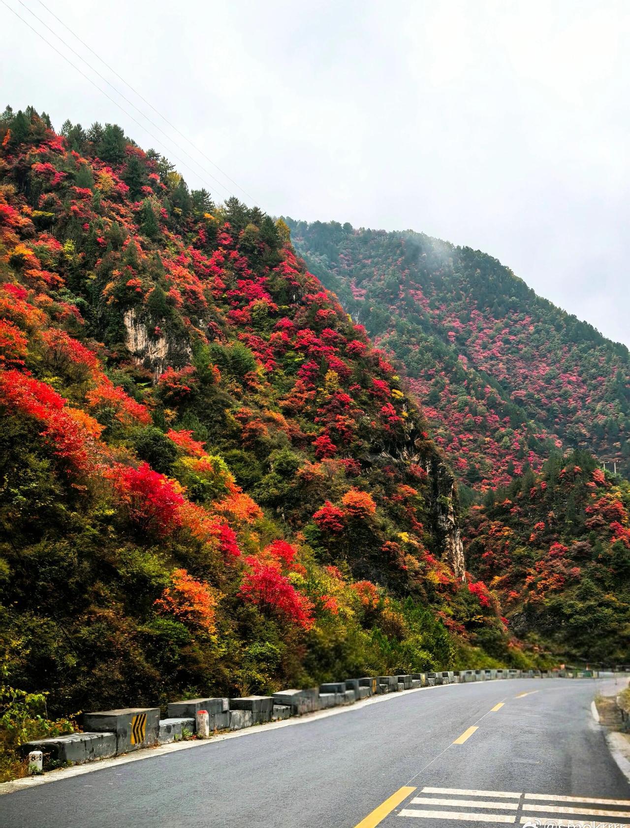 秋天，不去秦岭看红叶，岂不辜负了秋天的美意，秦岭赏秋、赏红叶的地方有很多，这次推