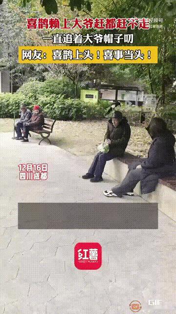 人在公园坐喜从天上来四川成都一位戴黑色礼帽的大爷和其他老头老太在公园并