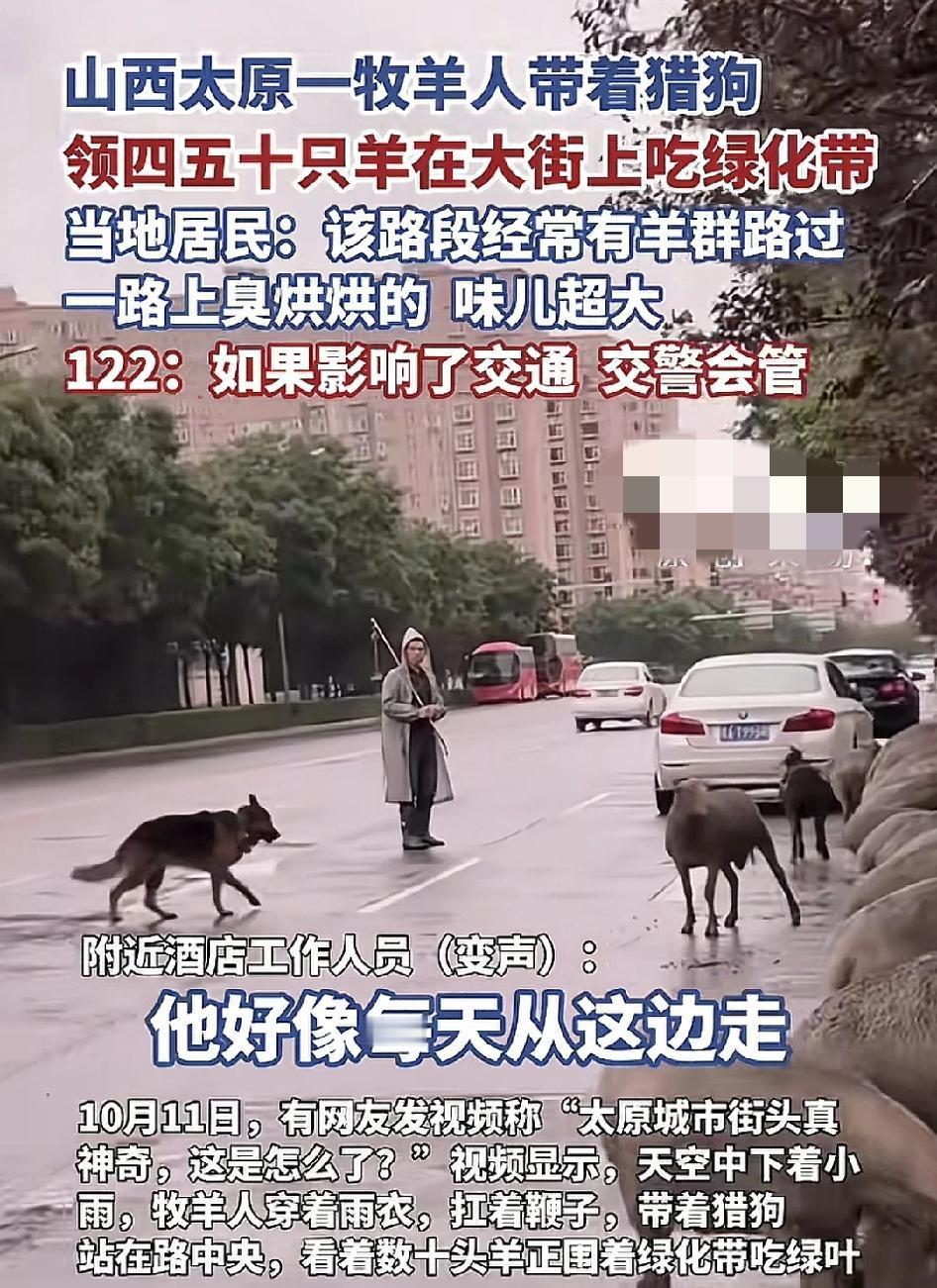 山西太原，有网友反映，时常能看到路边有一位牧羊人，带着猎狗驱赶着一群羊啃食绿化带