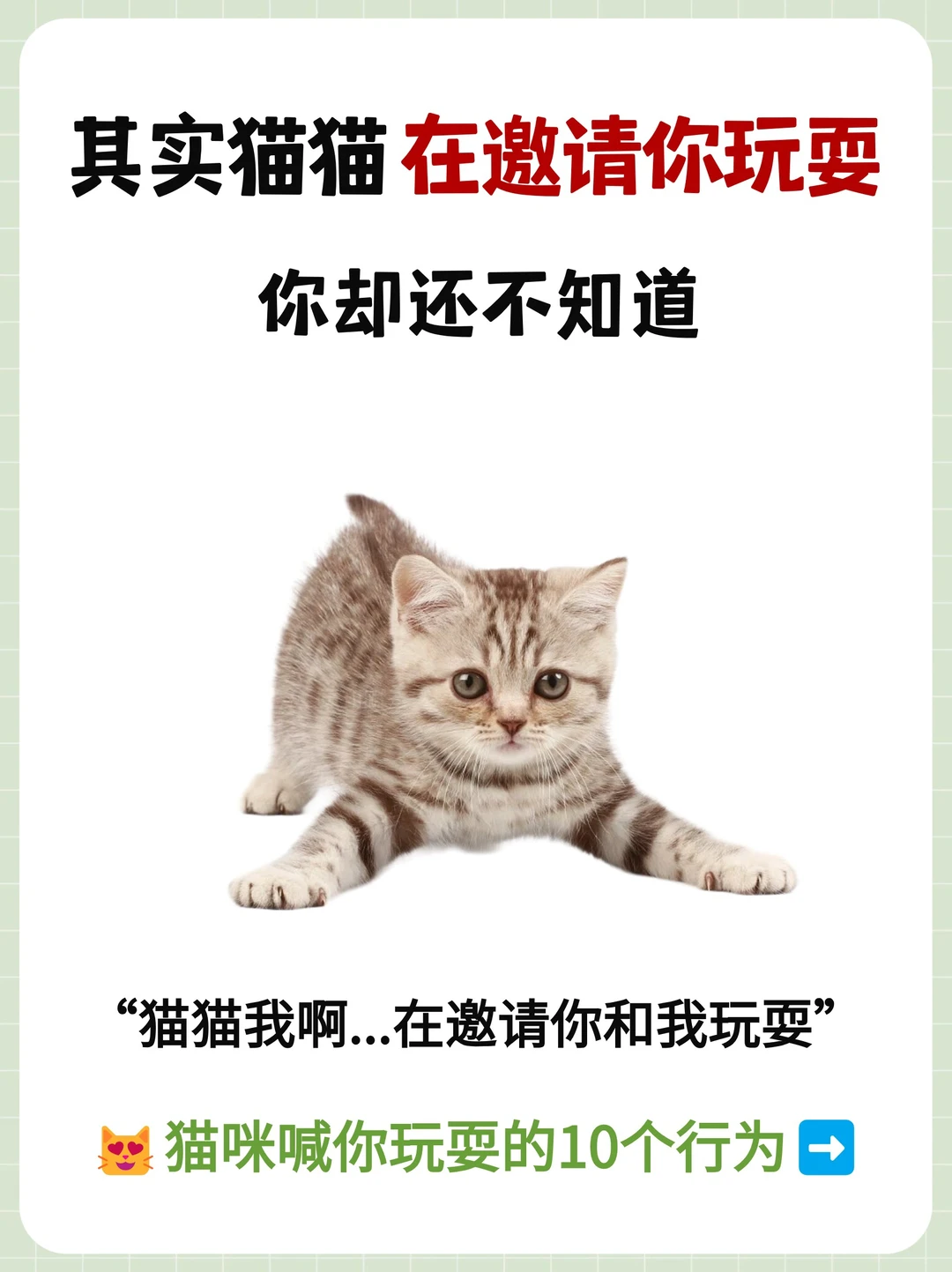 猫咪喊你陪ta玩耍的🔟个行为！别再忽视它了