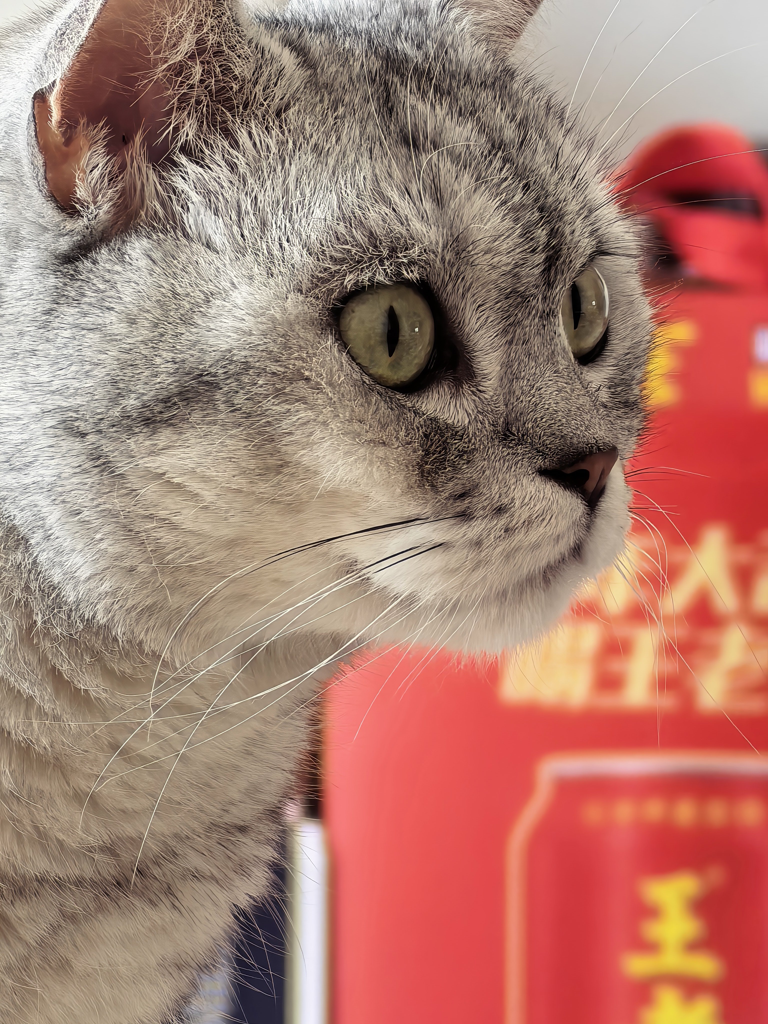 小猫咪能有什么坏心思呢