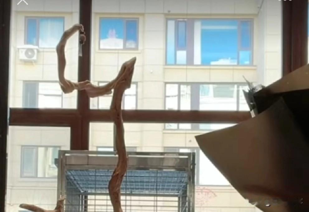 T佑一句话惹佑妈落泪，佑爸问责训话。  在中午T佑直播时，