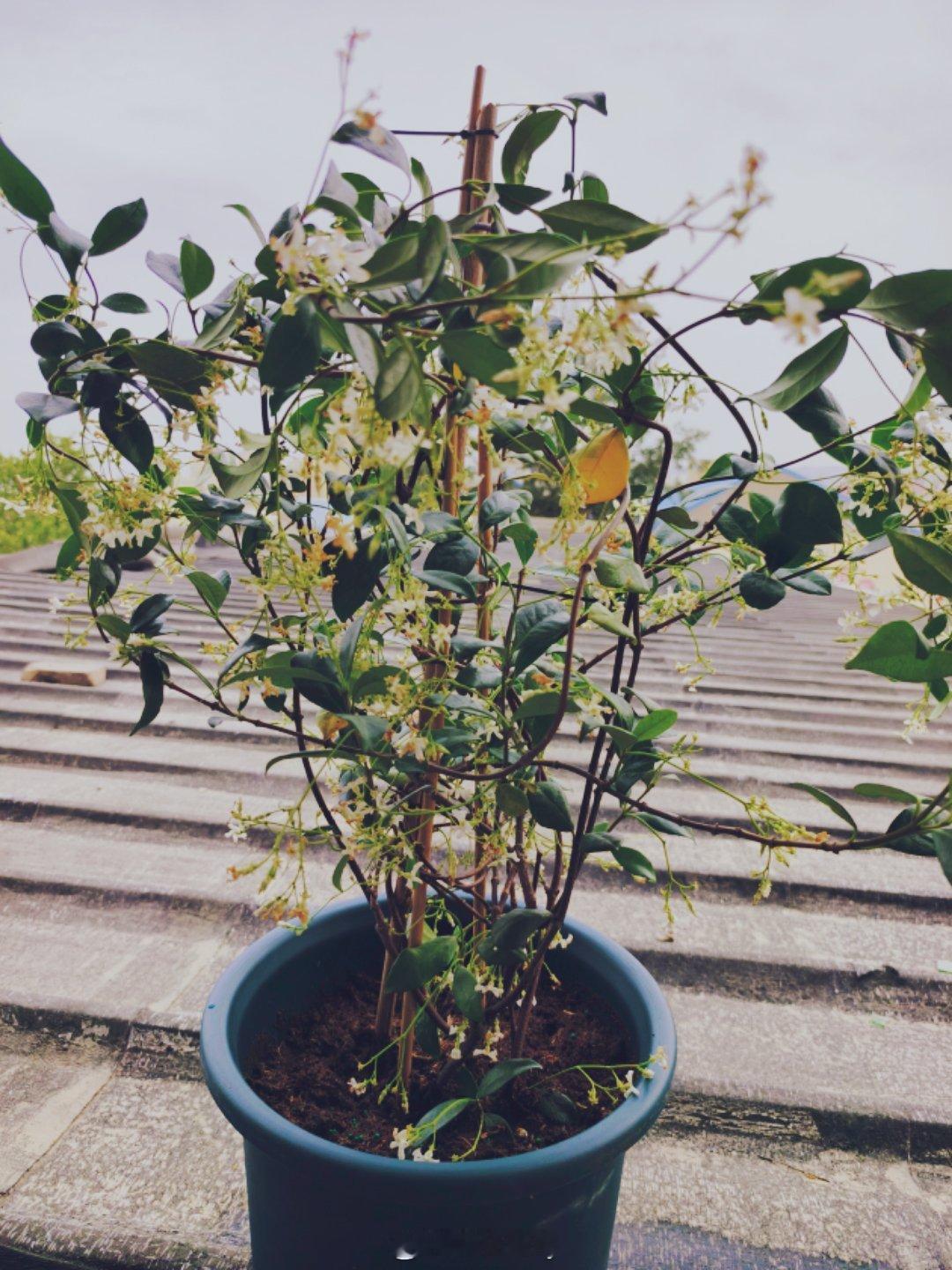 一盆茉莉花刚来的时候是图1卖家说把花枝都给剪了剪完以后是图2，光秃秃的这个茉莉花