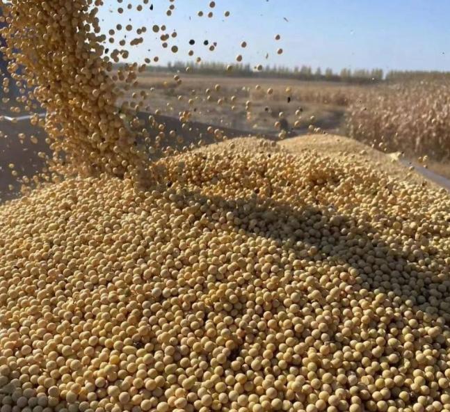 美国大豆为什么非要卖给中国？其实，站在美国的角度，三年不卖给中国大豆，扩大国内内