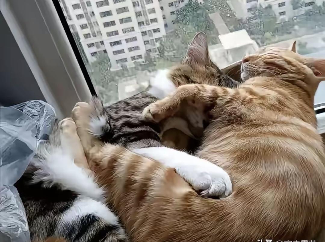 我家那只大狸花上周六突然跑出去，结果过了七天回来带着只陌生母橘猫。两只猫除了吃就