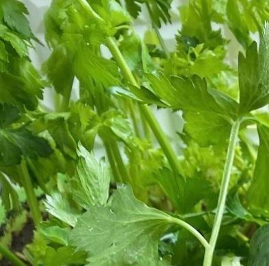 芹菜的种植方法一、种植时间芹菜对环境的适应性较强，可以一年四季播种种植，但育苗