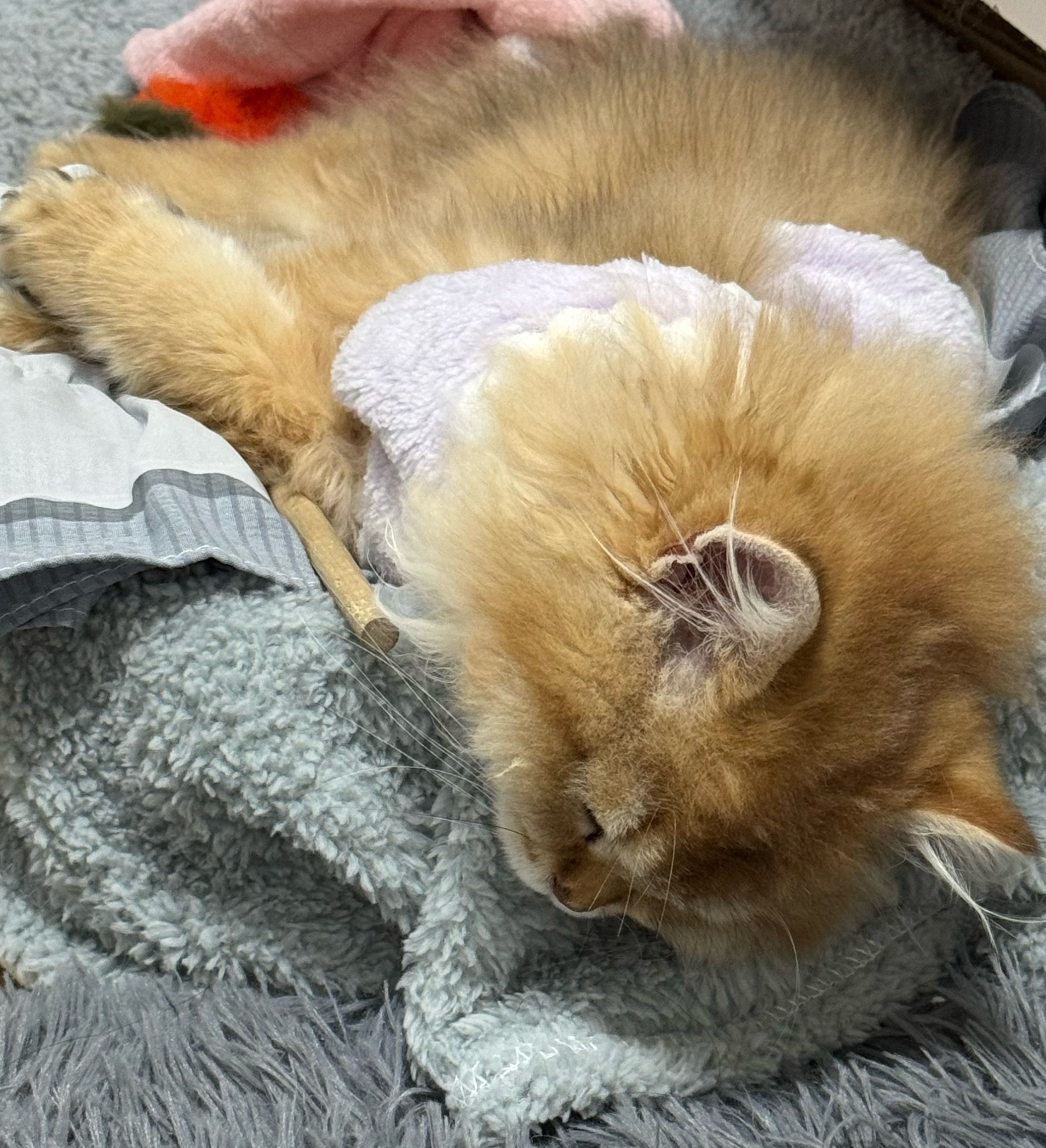 咪你猜猜你明天会不会落枕