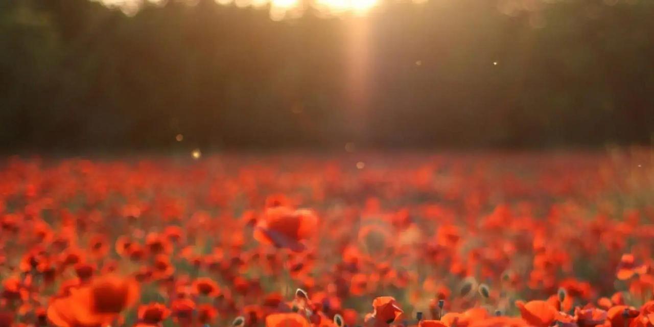 属蛇的朋友们，明天12月13号开始，接下来12天里，你们的日子可要热闹起来了！这