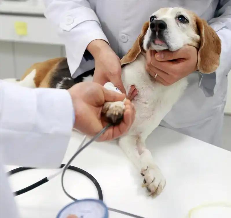 315曝宠物行业黑幕，高端粮含致癌物，家里养宠物的要当心当前宠物经济蓬勃发展