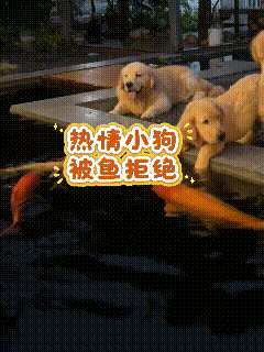 刷到这条视频真的笑到停不下来！小金毛满心欢喜凑到鱼池边，撅着屁股想和锦鲤亲近，满