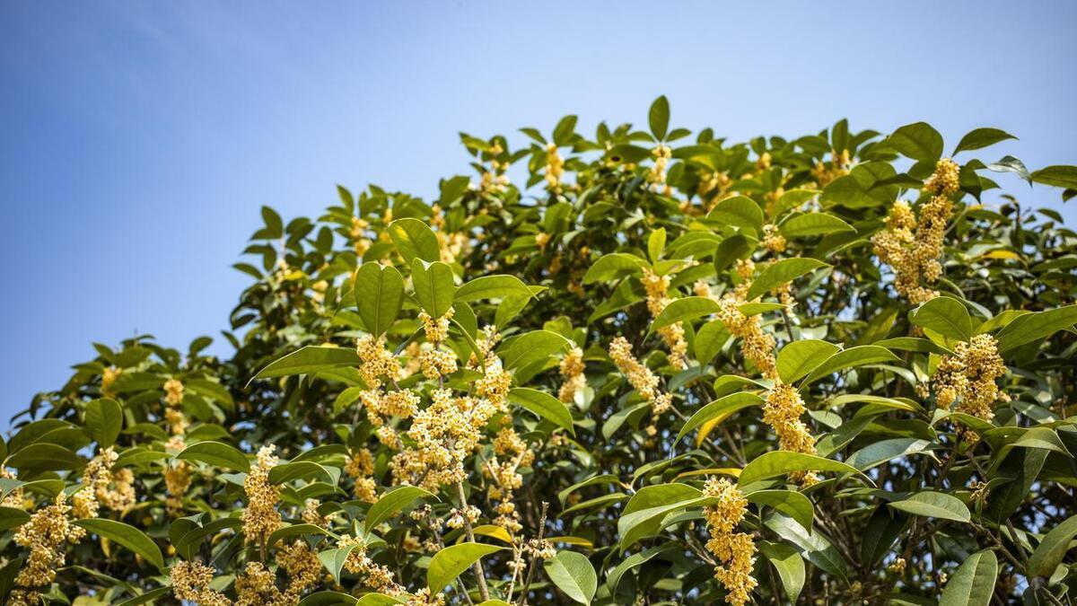 桂花树扦插指南: 掌握这些技巧, 让你的桂花树成活率翻倍!