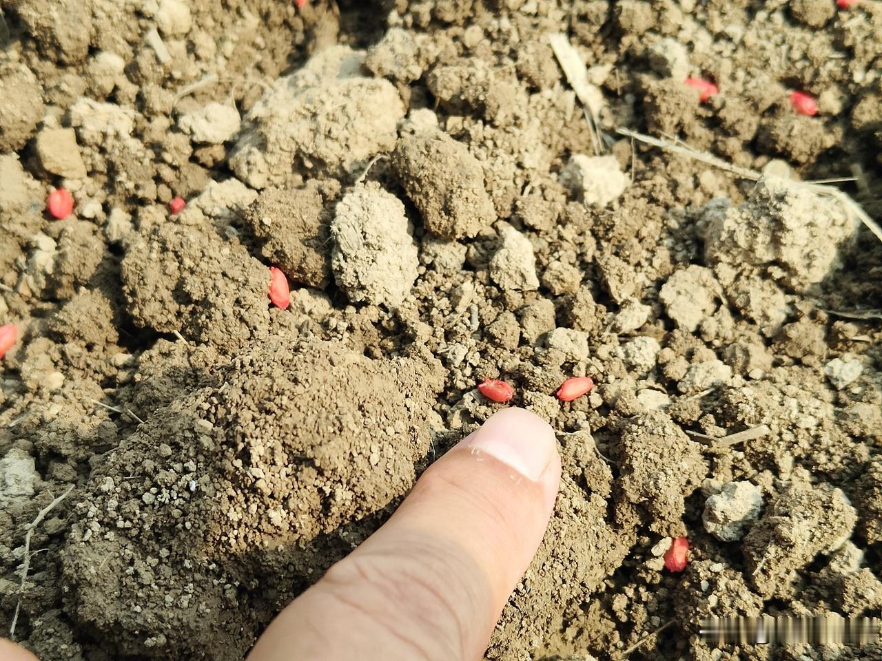 实践证明，出苗还非常好，而且分蘖多，小麦长势一点都不差。咱们都说，小麦播种深度