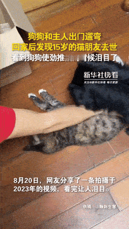 “心都要碎了！”广东，一对夫妻早上出门遛狗，回来的时候发现家中的猫咪去世了，感动