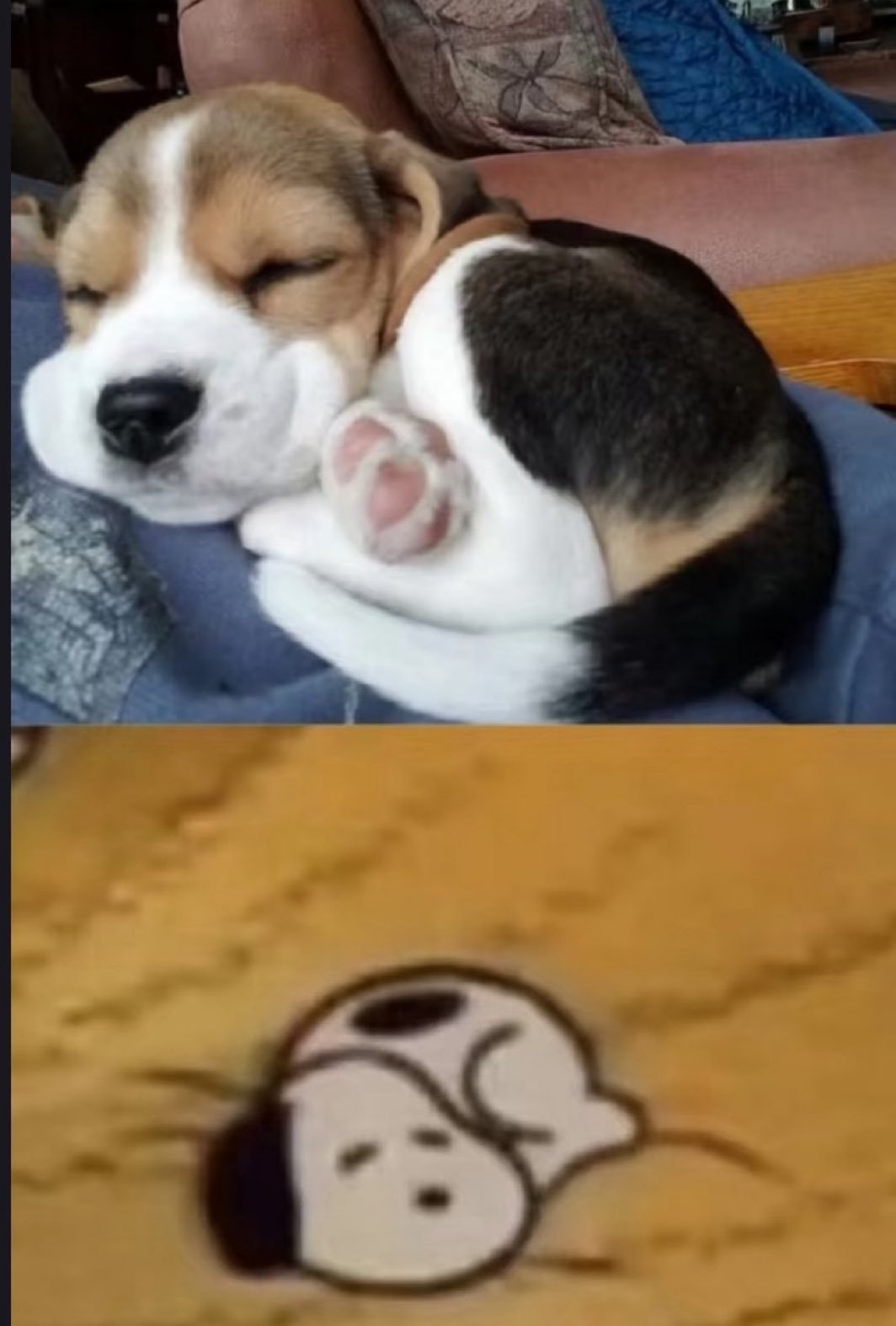 写实派·₃·meme​​​