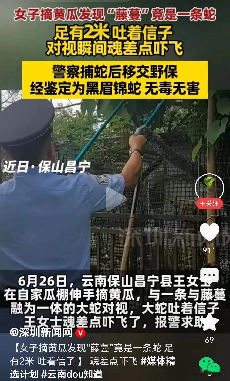 魂差点吓飞！云南，女子去自家瓜棚摘黄瓜，刚想伸手去摘，突然发现一根藤蔓不对劲，定