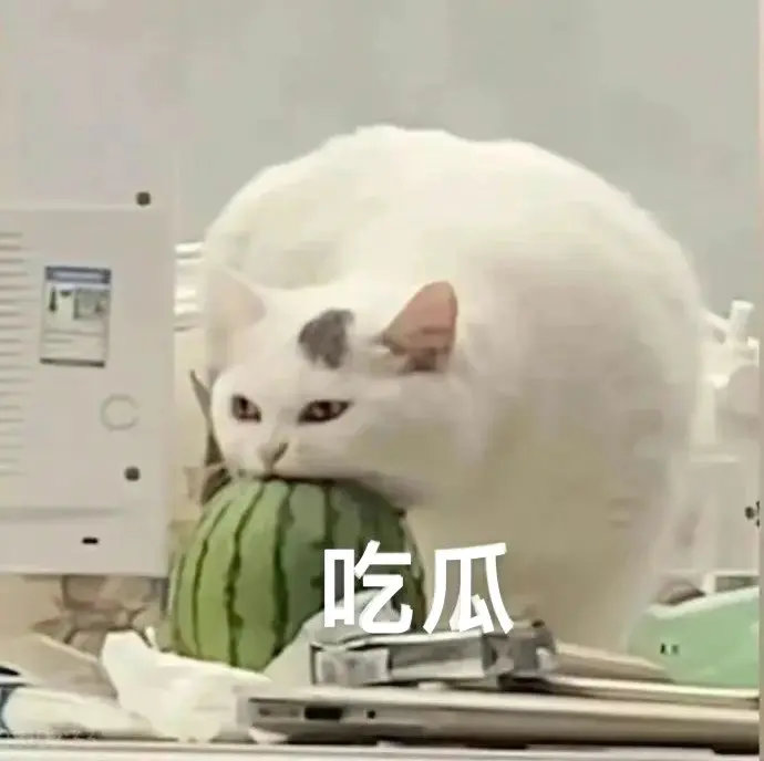 表情包各种猫咪表情包大赏！撤回的暴躁脸、垮起个批脸的委屈样、“滚呐”的霸气反