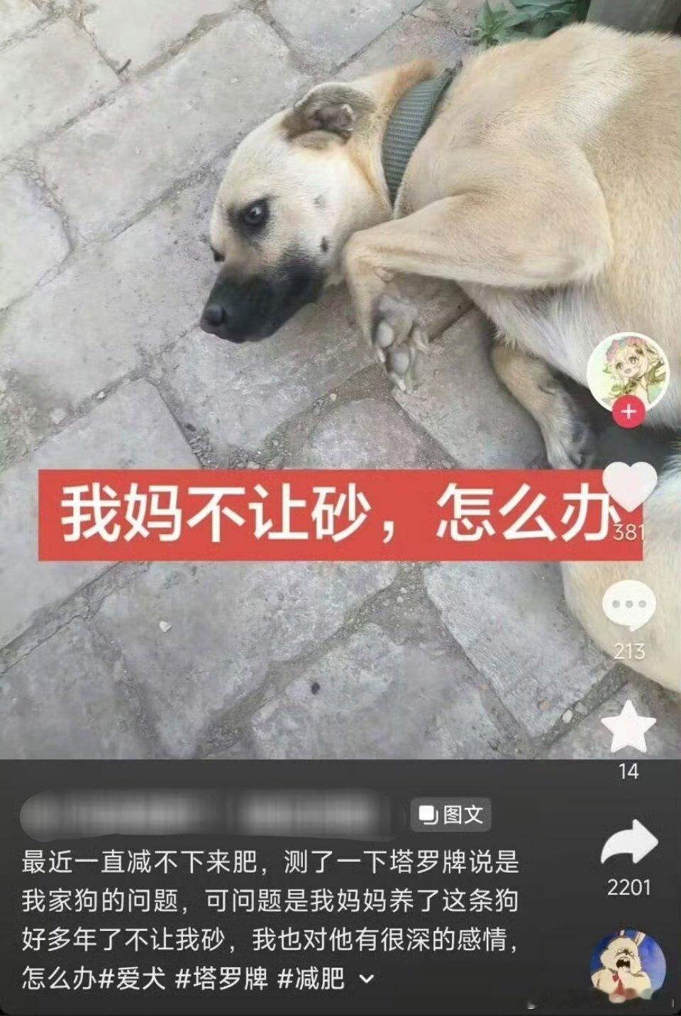 网友减肥失败，塔罗牌说是狗的问题