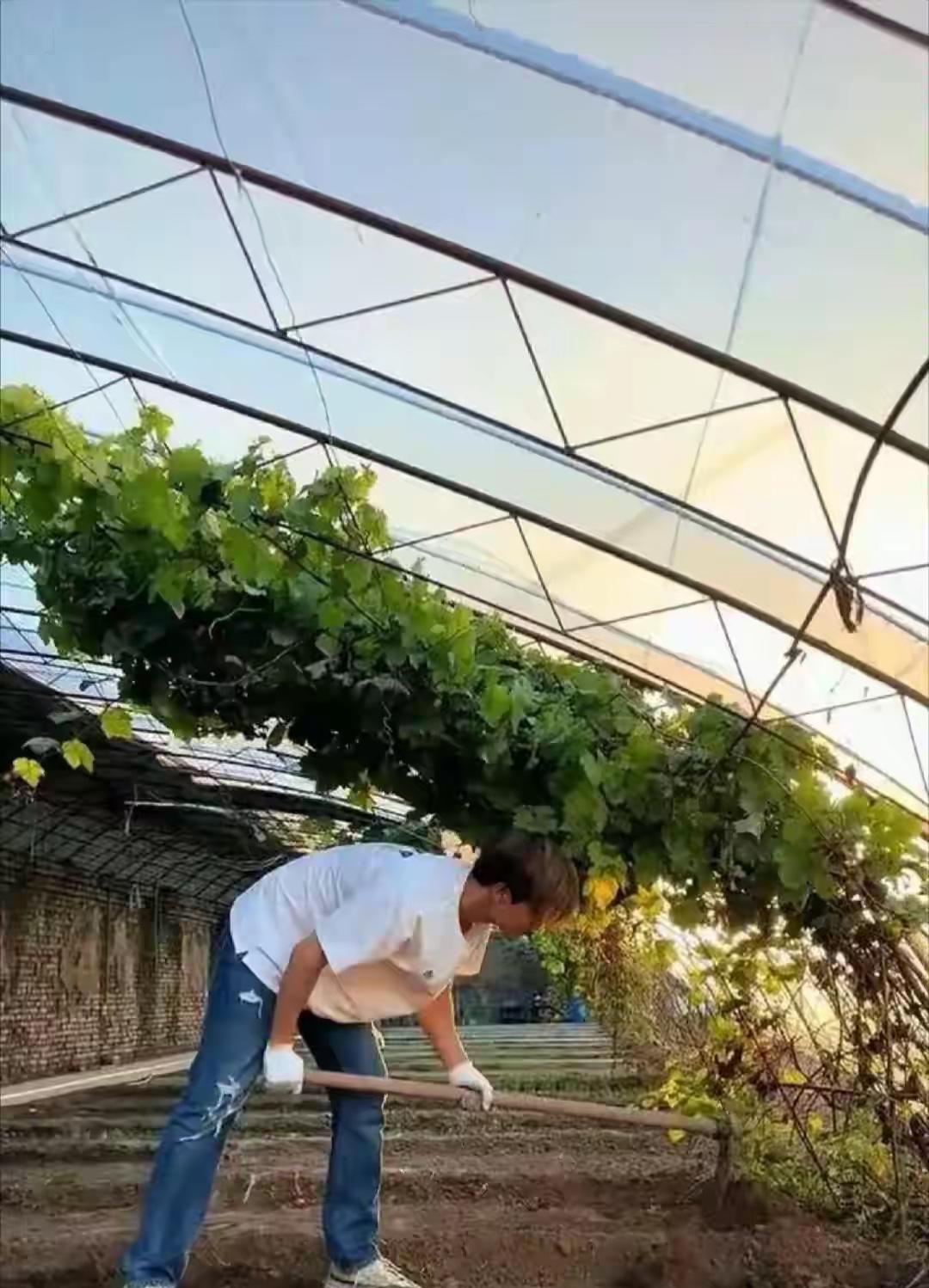 马天宇的院子火出圈！菜园鸡舍成网红打卡地，网友：这才是生活该有的样子！[点亮平安