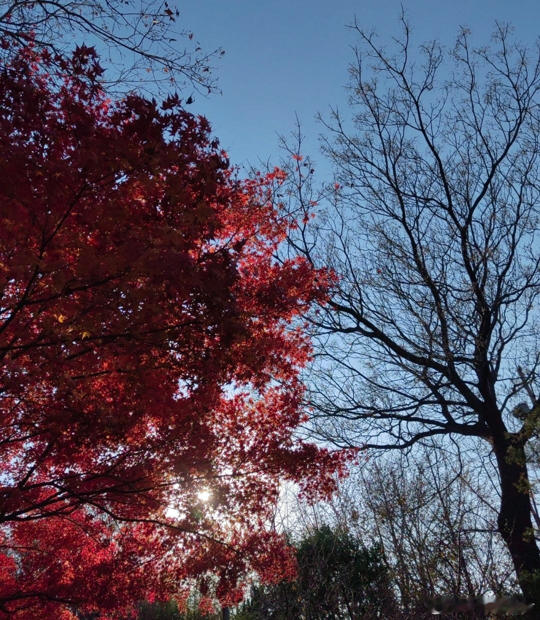 安静的心美好的一天，一如既往的，从清晨开始了，早上的阳光，带着微笑，向人展示，崭