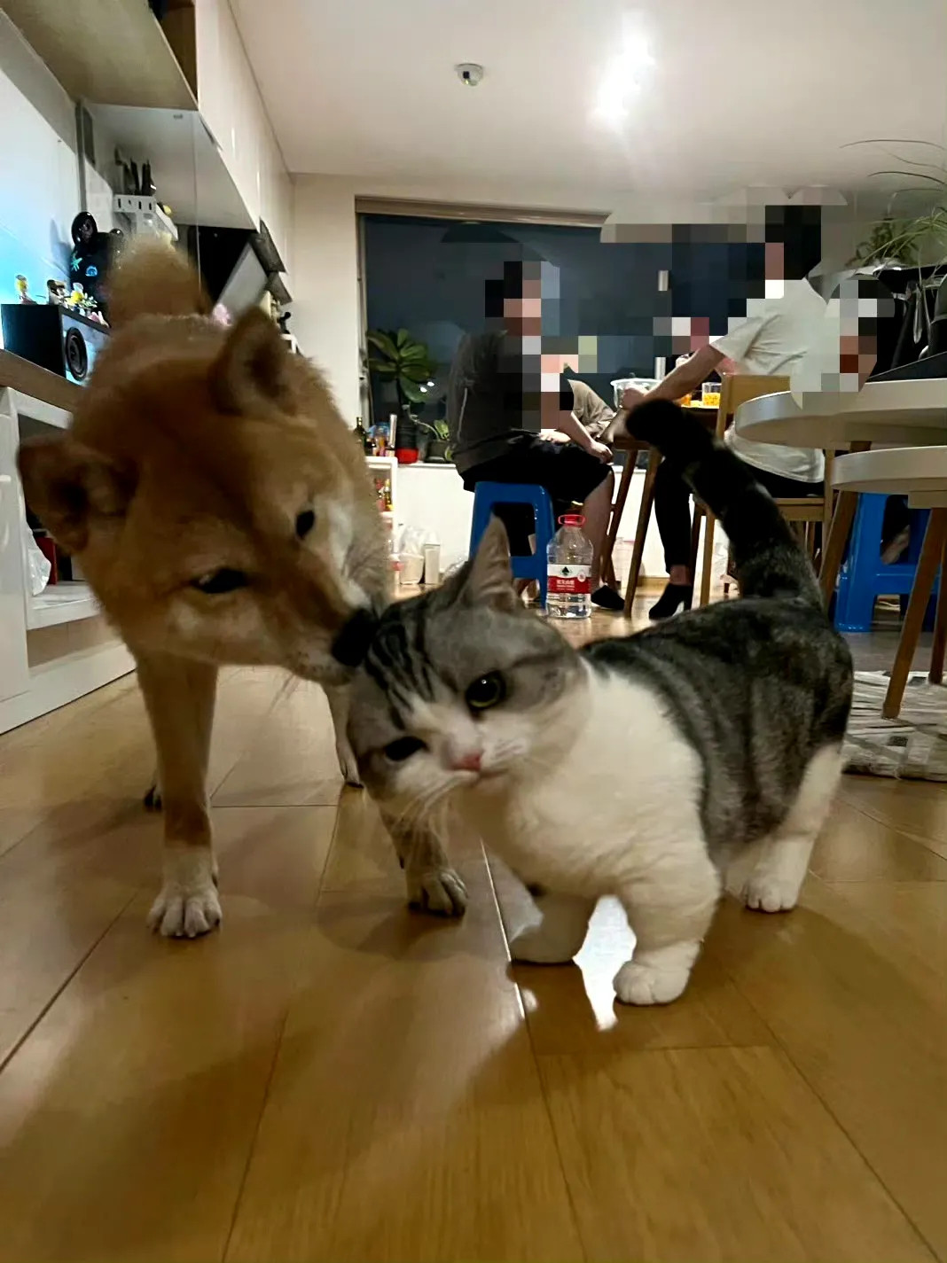 狗子∶真是个戏精小猫​​​