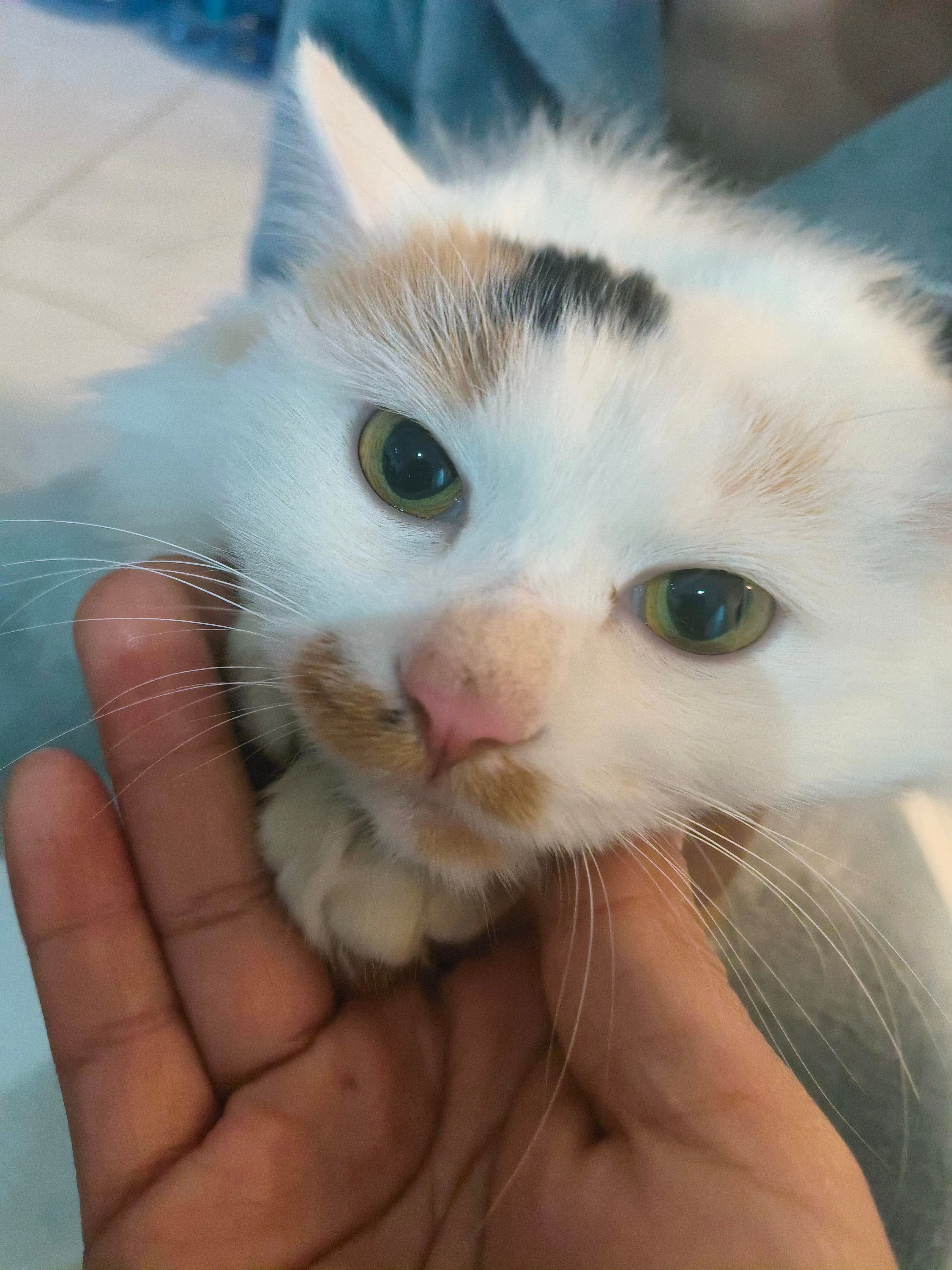 猫咪你们说它半夜不睡觉想干嘛？乱跑乱跳的，还让不让我睡觉了。猫我一闻就知道那