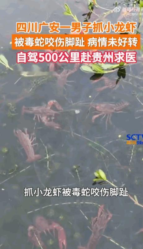 悲剧还是发生了！四川广安，一名男子深夜私自前往水田捕捉小龙虾，没抓到几个，反倒惨