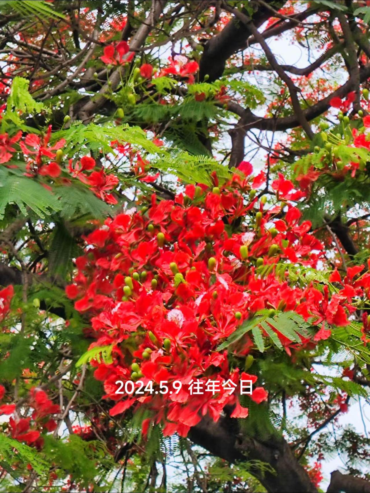 凤凰花