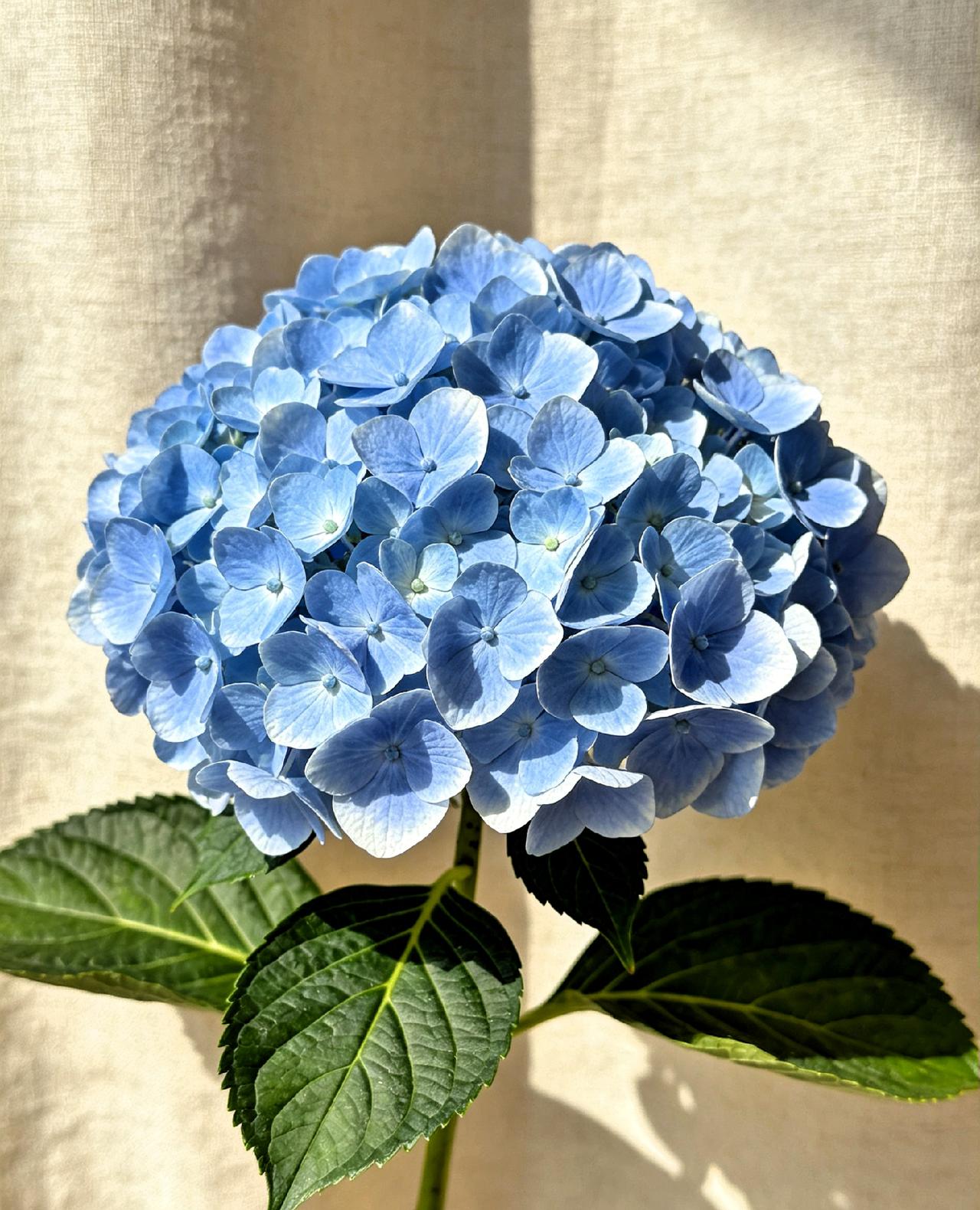 一位医生说，“如果你气血不足，根本不用太担心，会出什么严重的大病，因为你气血不