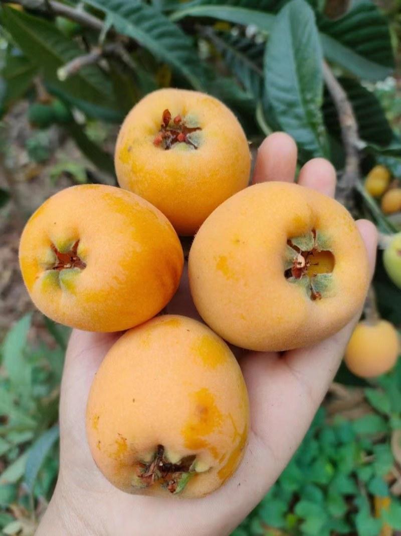 云南昭通枇杷美食打卡攻略｜一口沦陷的滇东清甜✨夏日就该打卡藏在乌蒙高原里的昭通