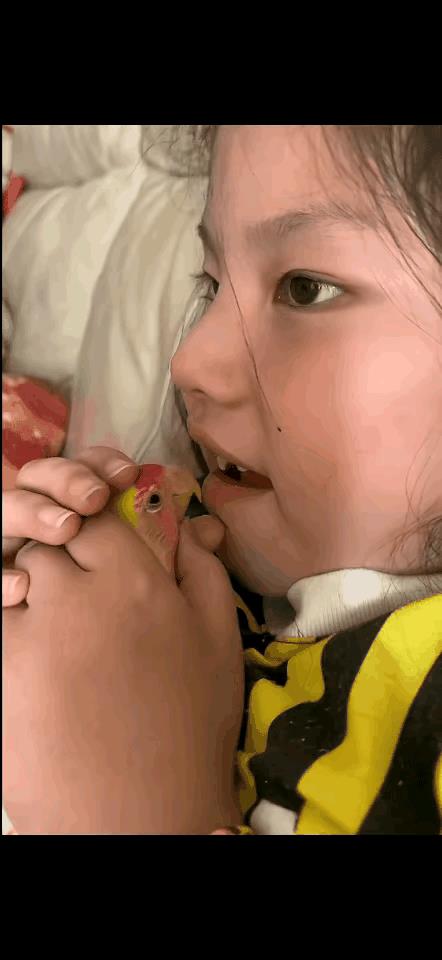 小女孩双手捧着自家的鹦鹉玩，她把鹦鹉举倒自己嘴边。没想到鹦鹉伸嘴一下子把她因为换