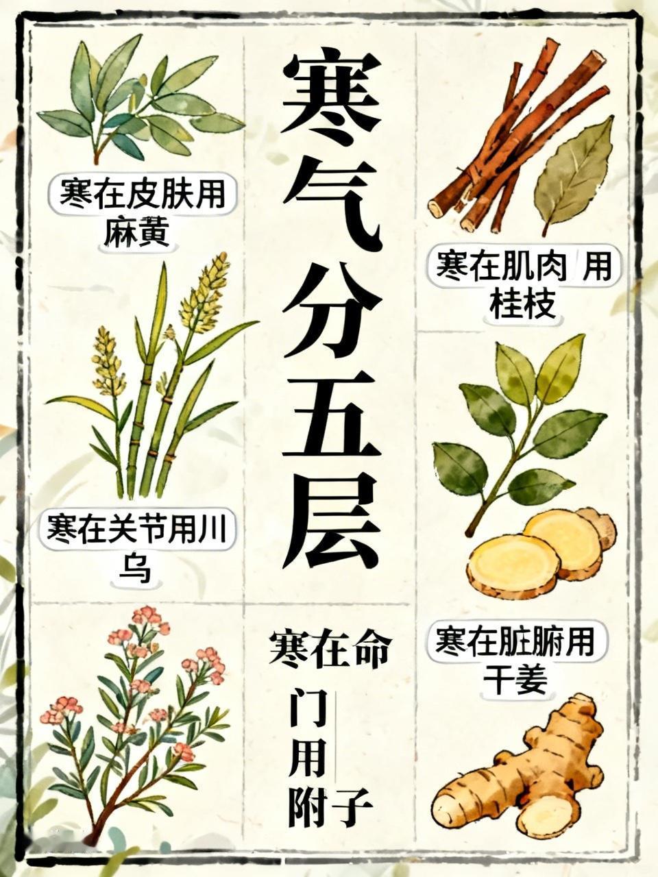 寒气分五层！寒在皮肤用麻黄，寒在肌肉用桂枝，寒在关节用川乌，寒在脏腑用干姜，寒在