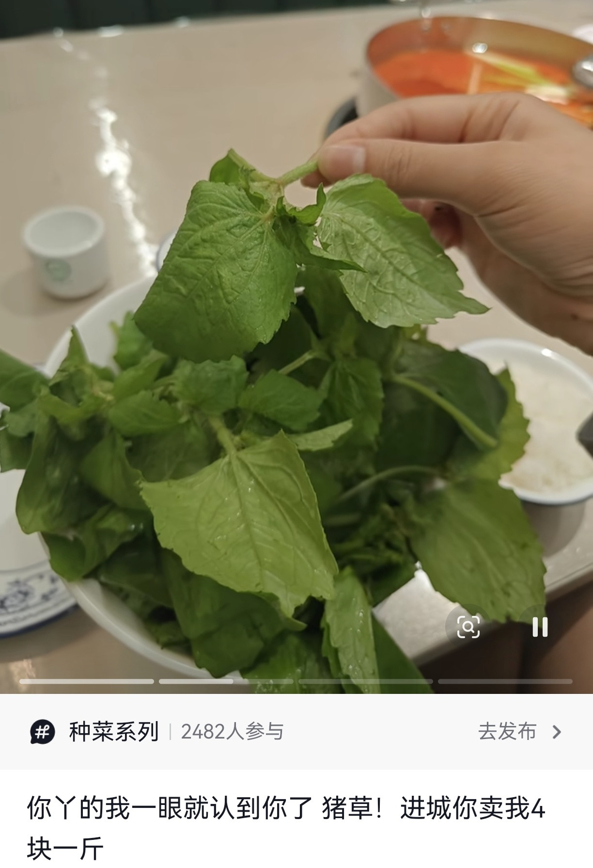 猪草：好不容易进城了结果又遇见了老家的穷亲戚