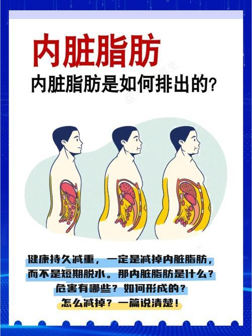 脂肪形成的真相！我们该如何将它们排出体外？在现代社会，随着生活节奏的加快和饮