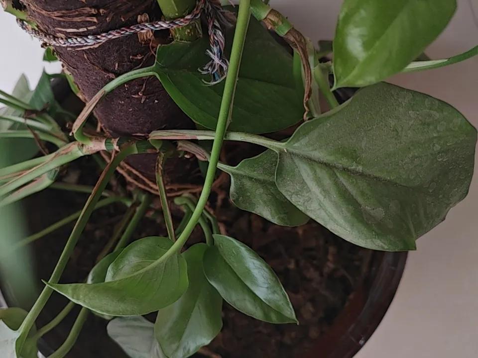 前阵子看着家里土培的绿萝藤条长得疯，就琢磨着弄个水培的玩玩，照着网上的样子，还真